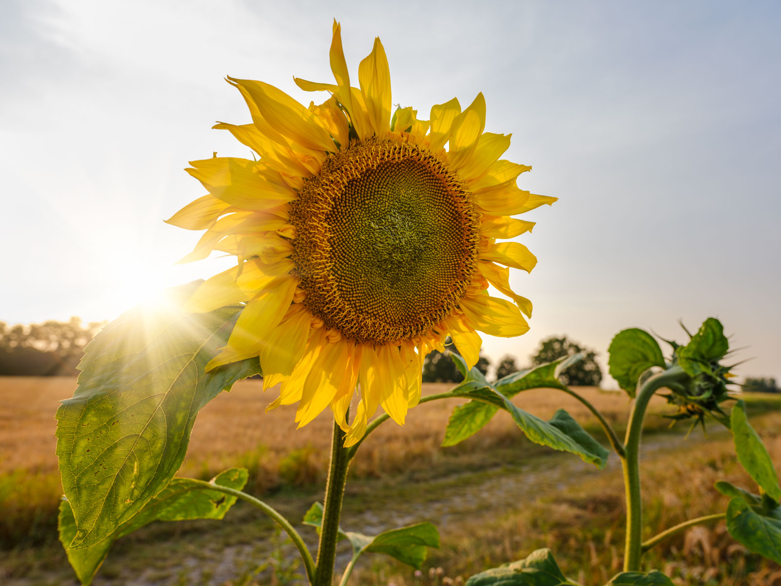 Sunflower in a field near the 'Meyerwald' on an evening in August 2020 (Bielefeld, Germany).