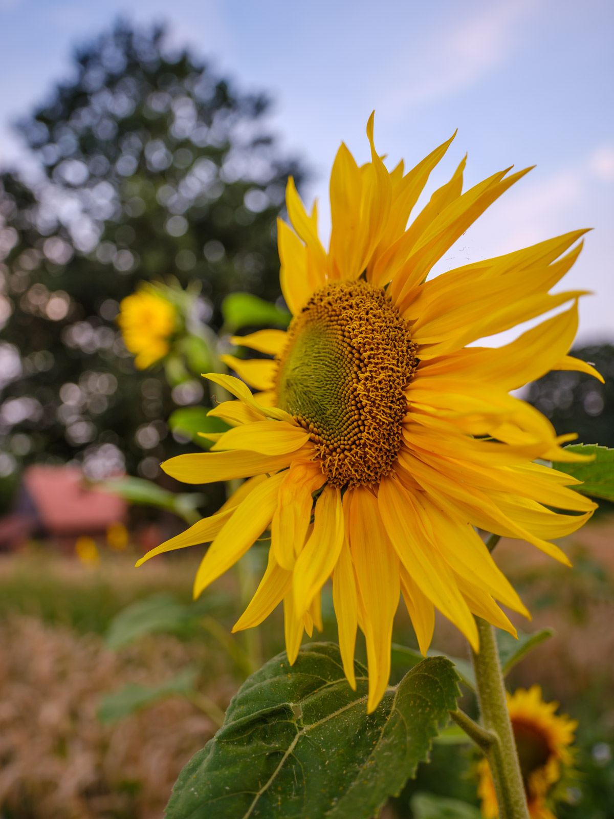 Sunflower in a field near the 'Meyerwald' on an evening in August 2020 (Bielefeld, Germany).