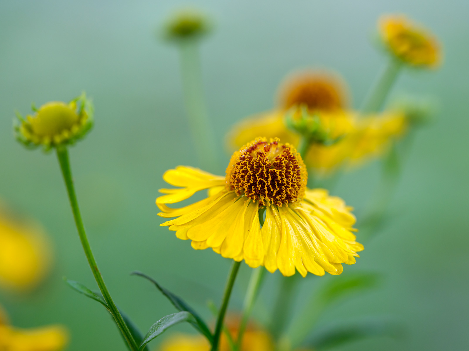 Yellow coneflower (Rudbeckia).