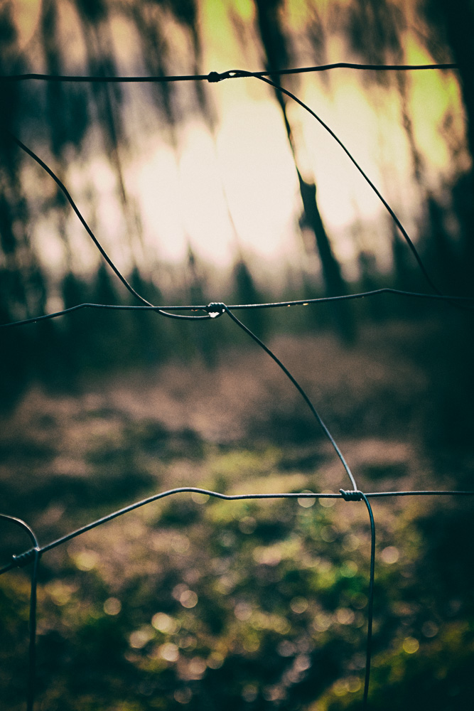 A fenced forest in Bielefeld - Baumheide