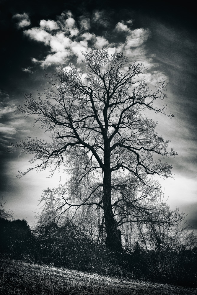 old tree at teutoburg forest between Bielefeld and Oerlinghausen