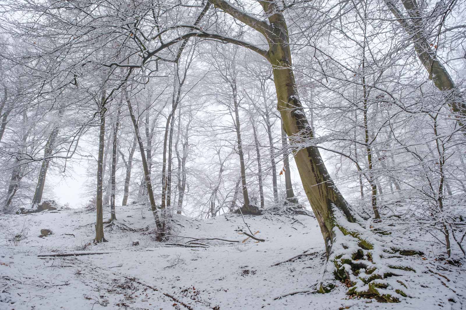 Winter in the Teutoburg Forest in January 2021 (Bielefeld, Germany).
