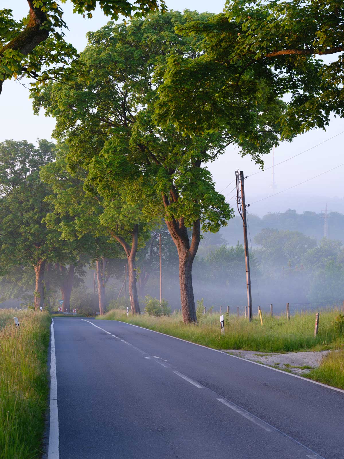 Country road near Bielefeld-Dornberg early in the morning in May 2021 (Germany).