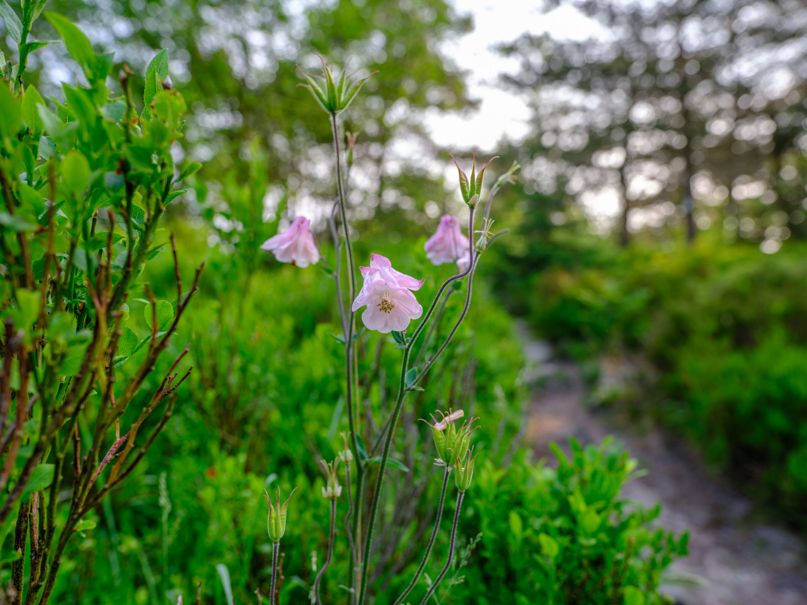 Common or European columbine (Aquilegia vulgaris) at the Velmerstot summit (Lippe, Germany).