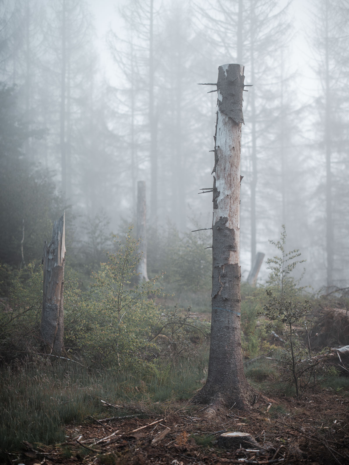 Dead spruce trees in the Teutoburg Forest (Bielefeld, Germany).