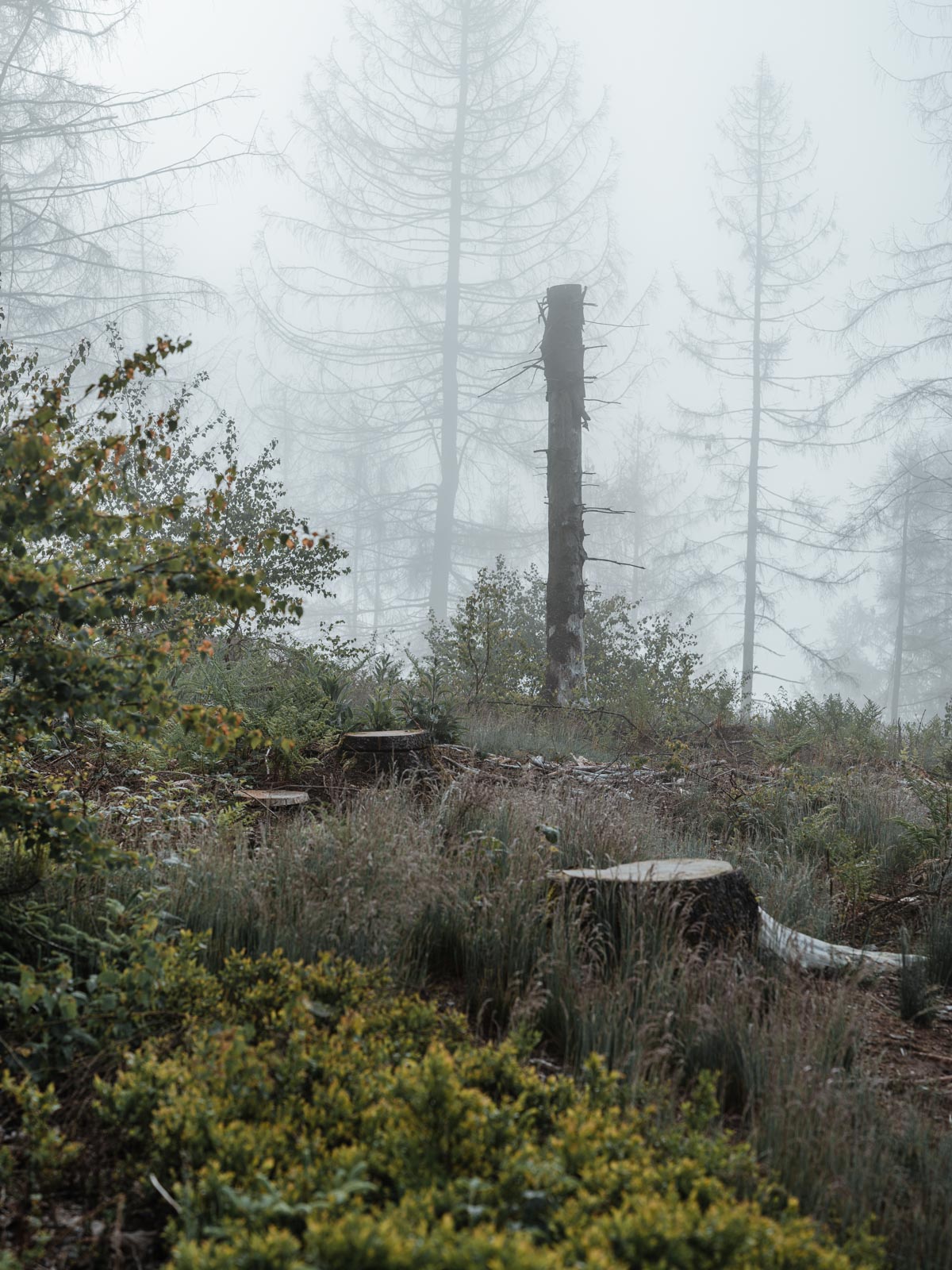 Dead spruce trees in the Teutoburg Forest (Bielefeld, Germany).