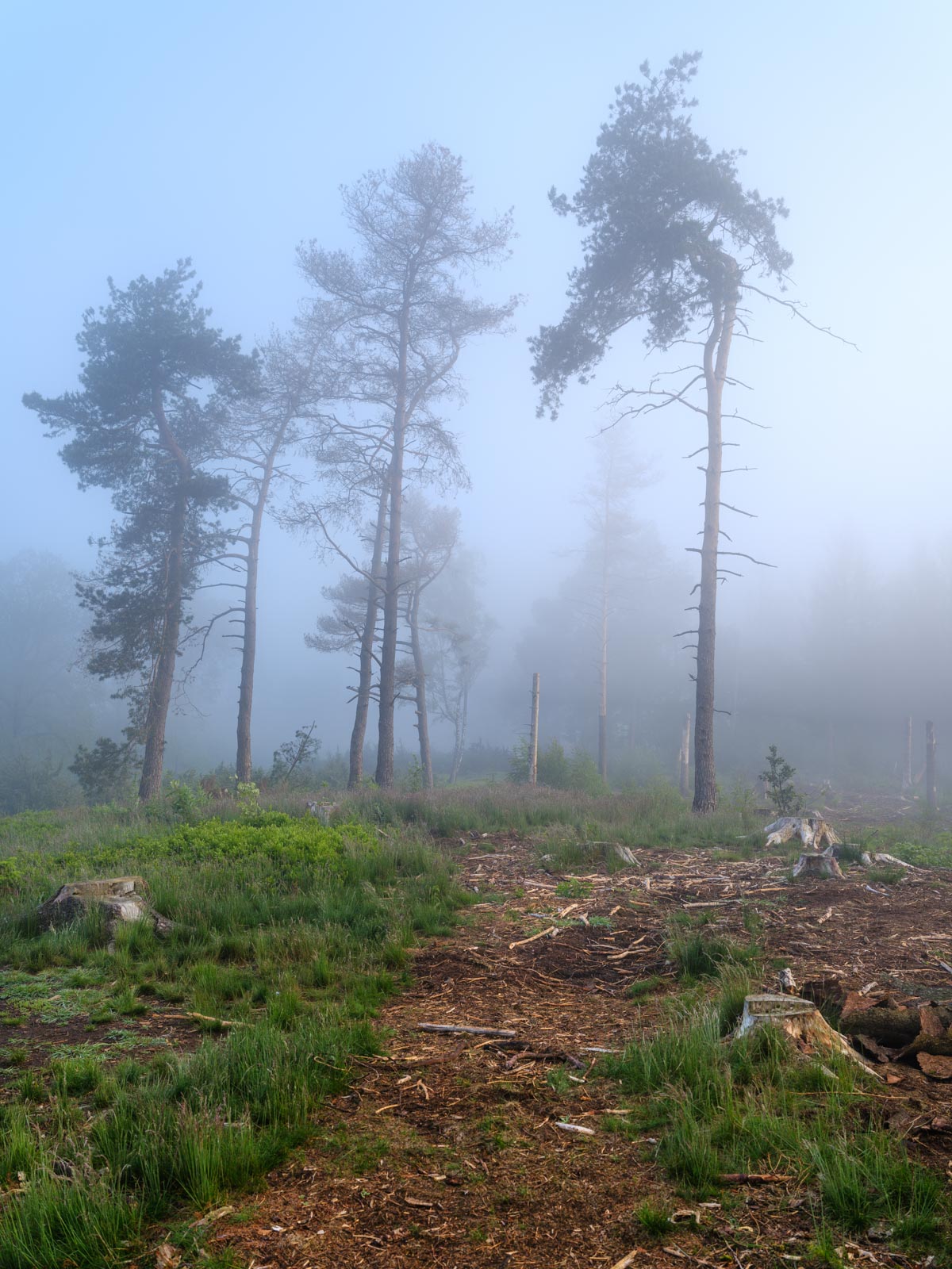 Trees in fog on the ridge of Teutoburg Forest (Bielefeld, Germany).