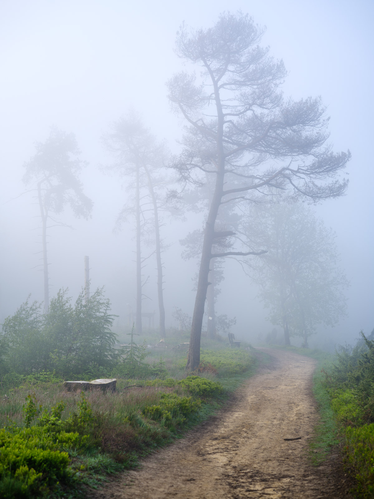 Trees in fog on the ridge of Teutoburg Forest (Bielefeld, Germany).