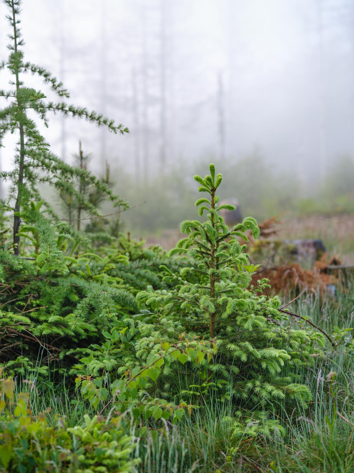 Trees in fog on the ridge of Teutoburg Forest (Bielefeld, Germany).