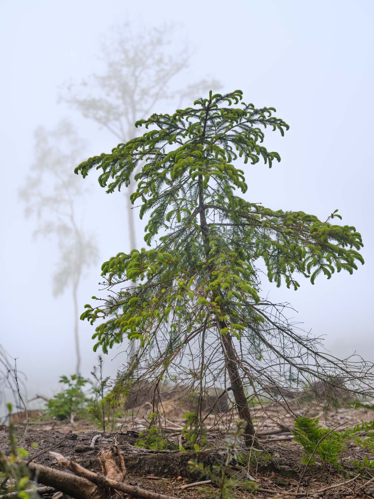 Trees in fog on the ridge of Teutoburg Forest (Bielefeld, Germany).