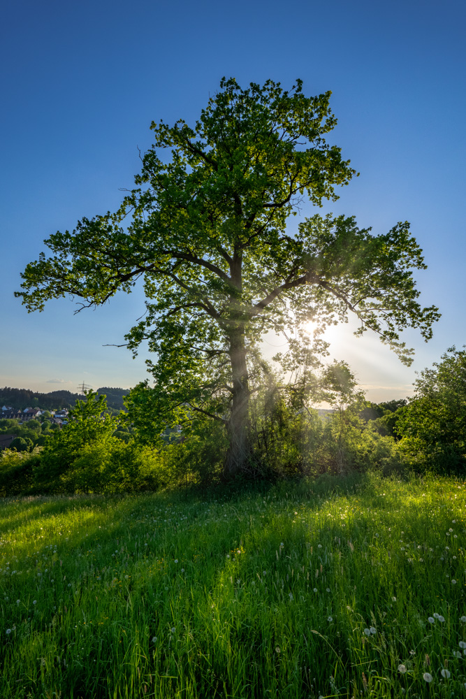 Oak tree near Lämershagen (Bielefeld, Germany)