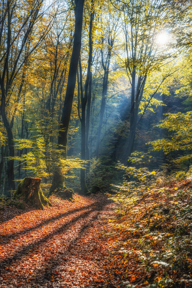 Forest path in the Teutoburg Forest (Kirchdornberg)