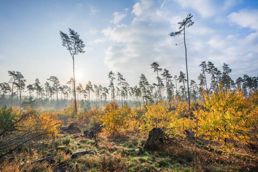 Autumn at the Wistinghauser Senne