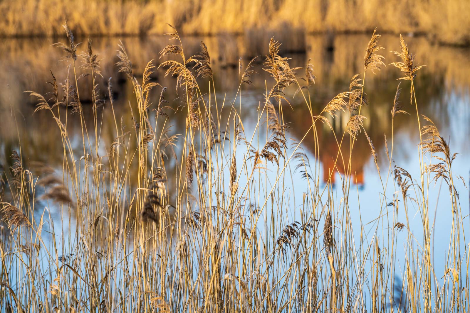 Reed in a pond at 'Rieselfelder Windel'.