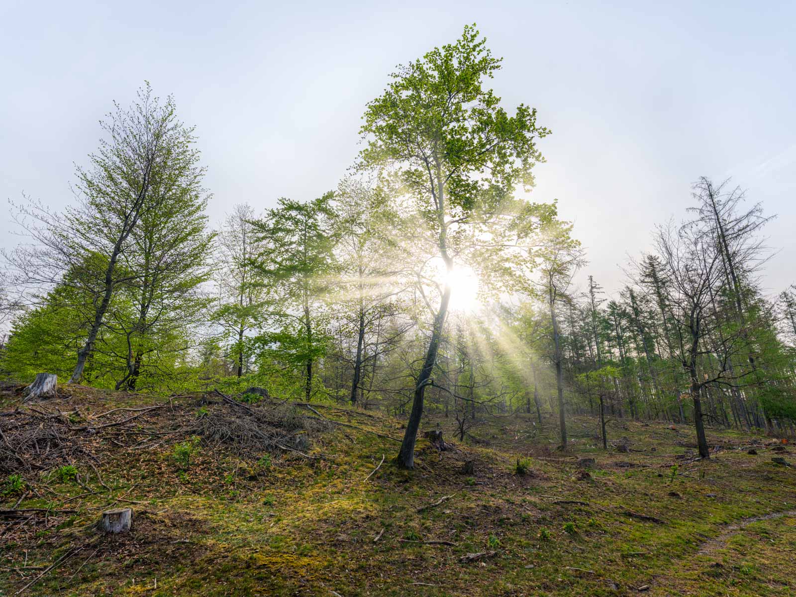 Spring in the Teutoburg Forest (Germany).