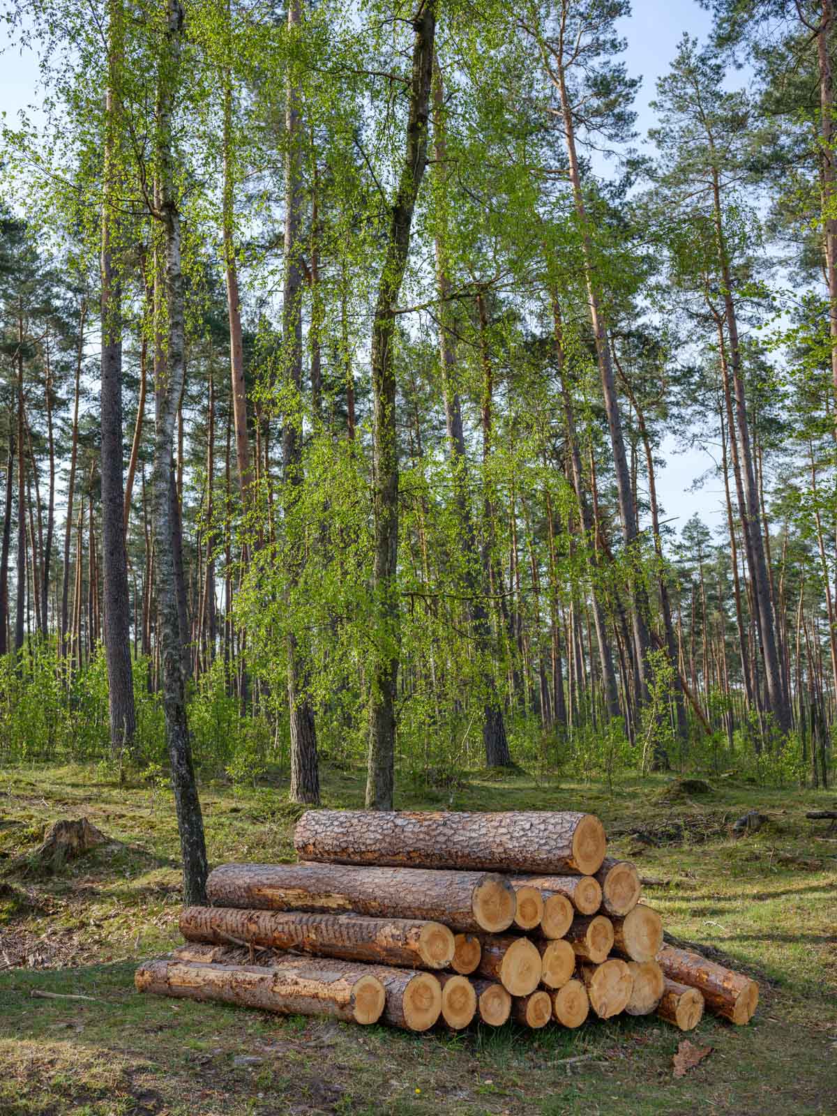 Spring in the Teutoburg Forest (Germany).