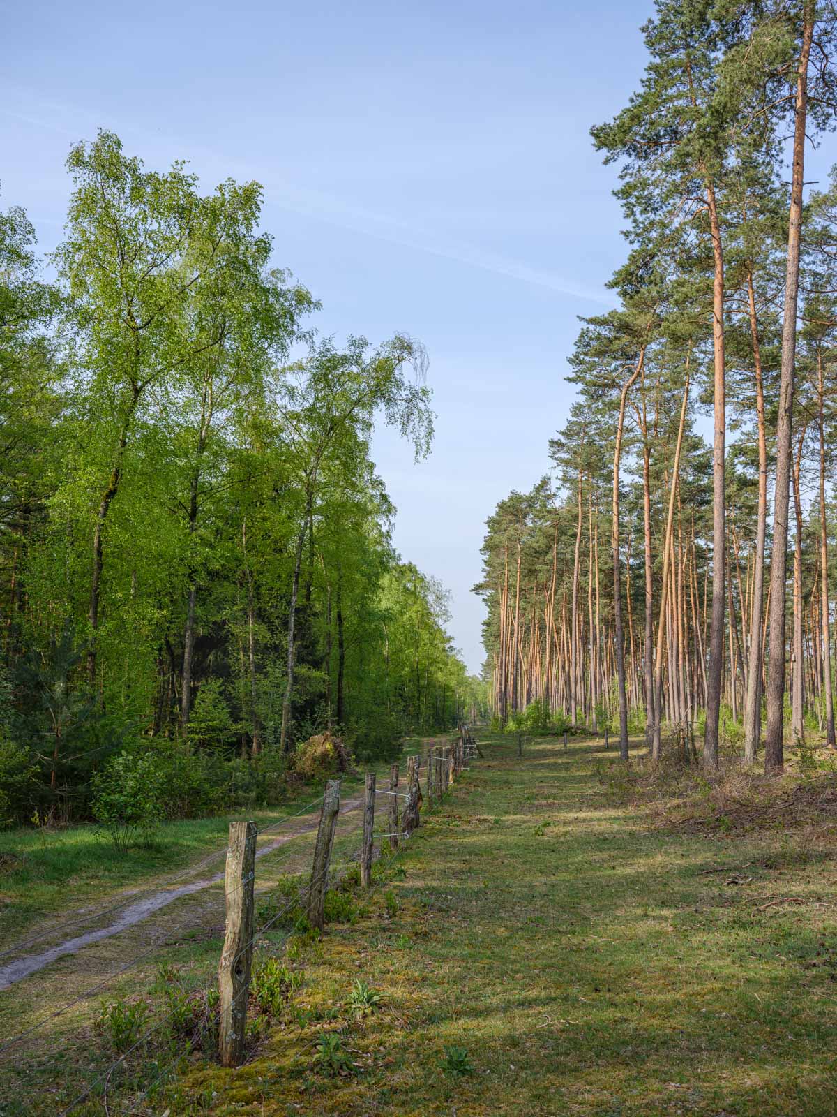 Spring in the Teutoburg Forest (Germany).