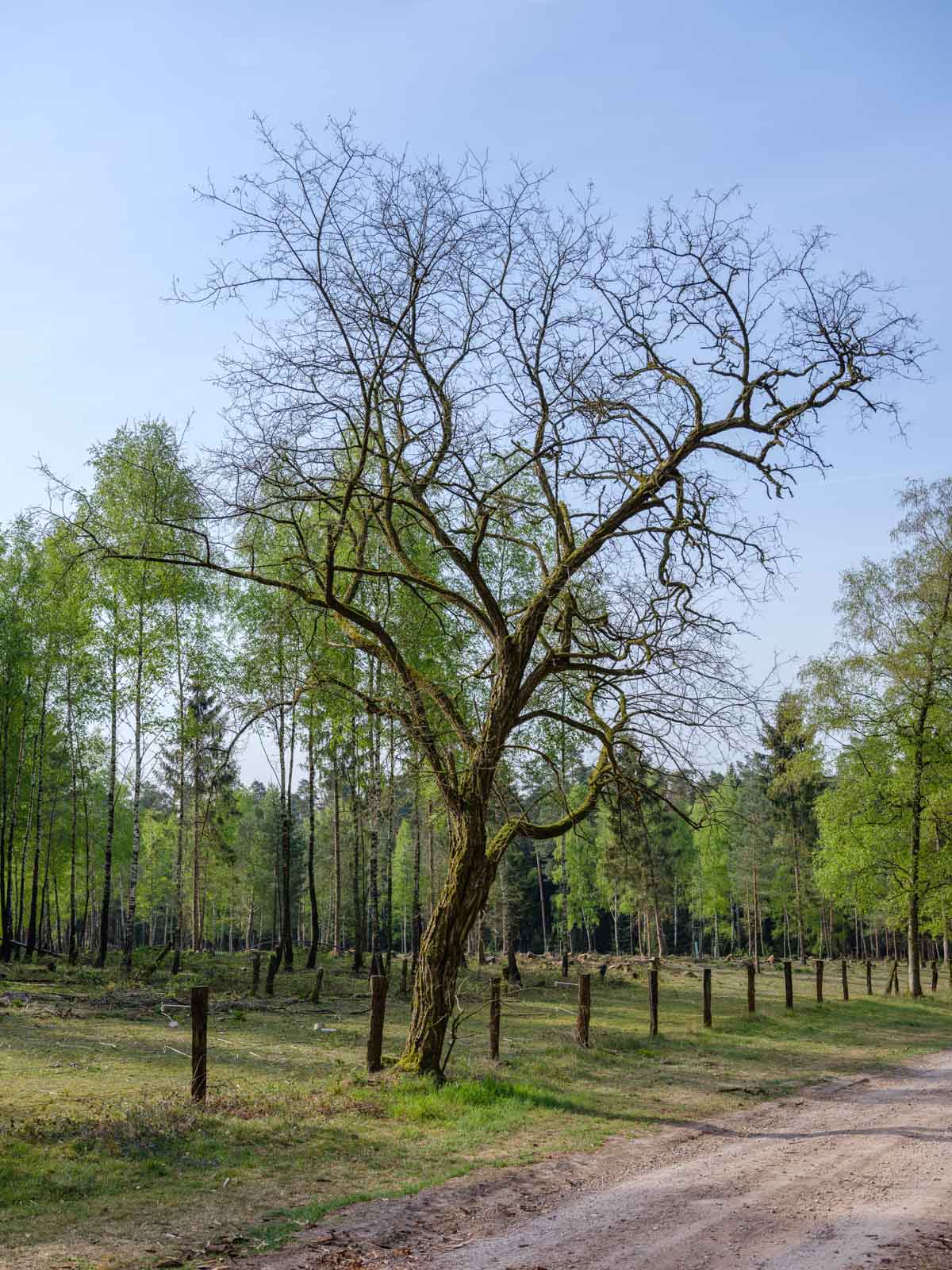 Spring in the Teutoburg Forest (Germany).