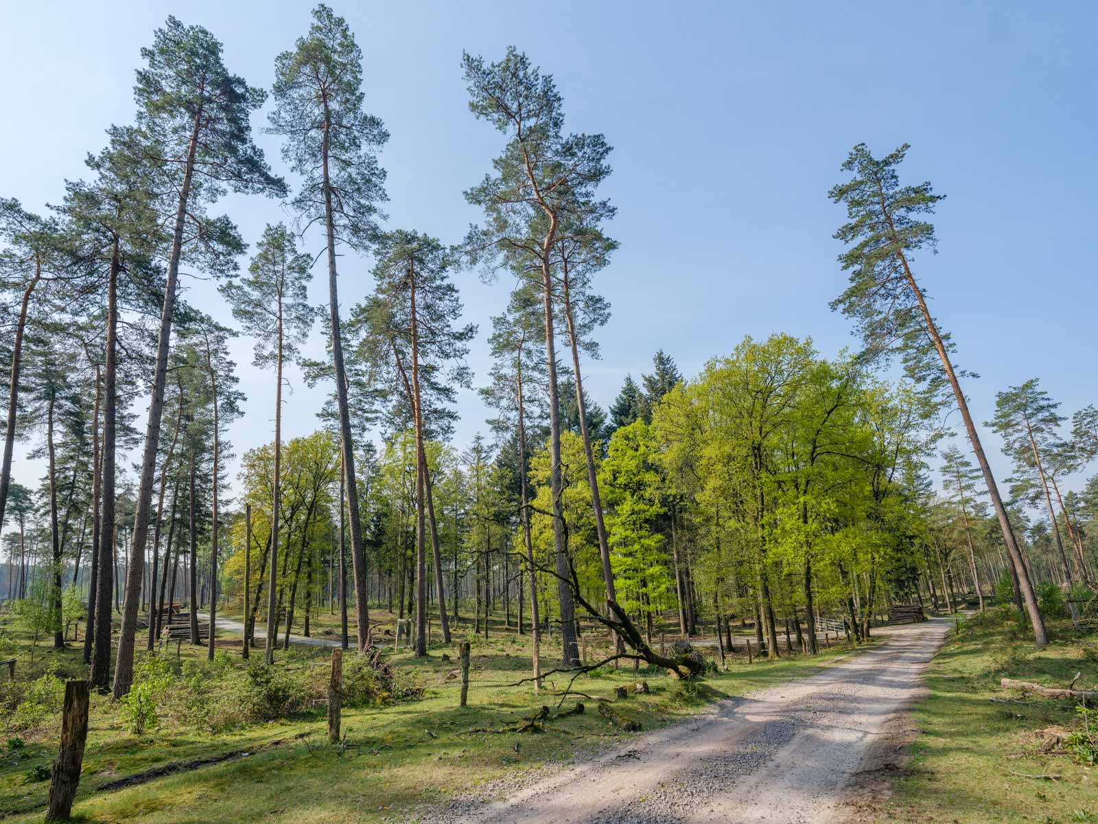 Spring in the Teutoburg Forest (Germany).