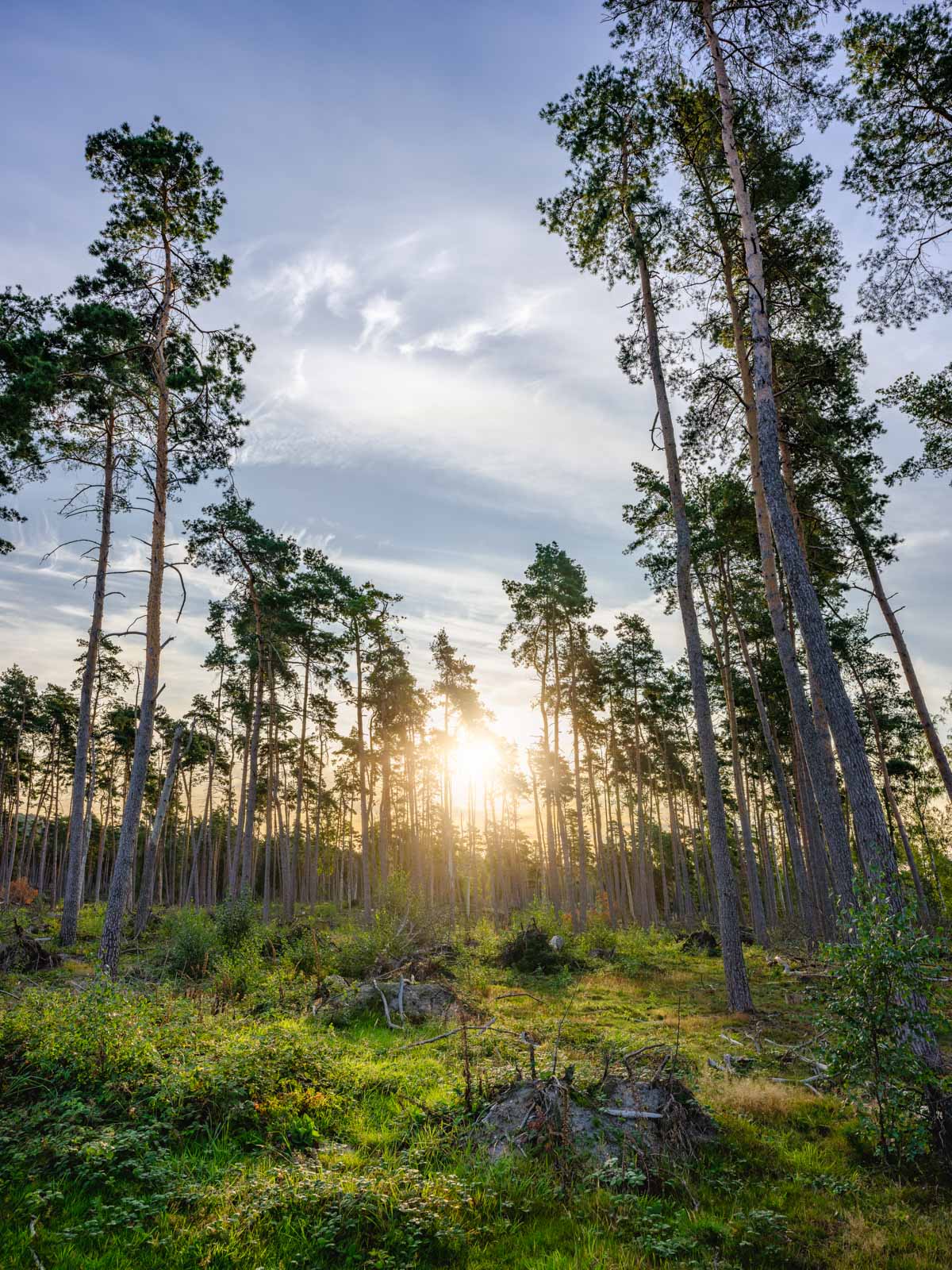 Pine trees at sunrise, 'Wistinghauser Senne' (Oerlinghausen, Germany).