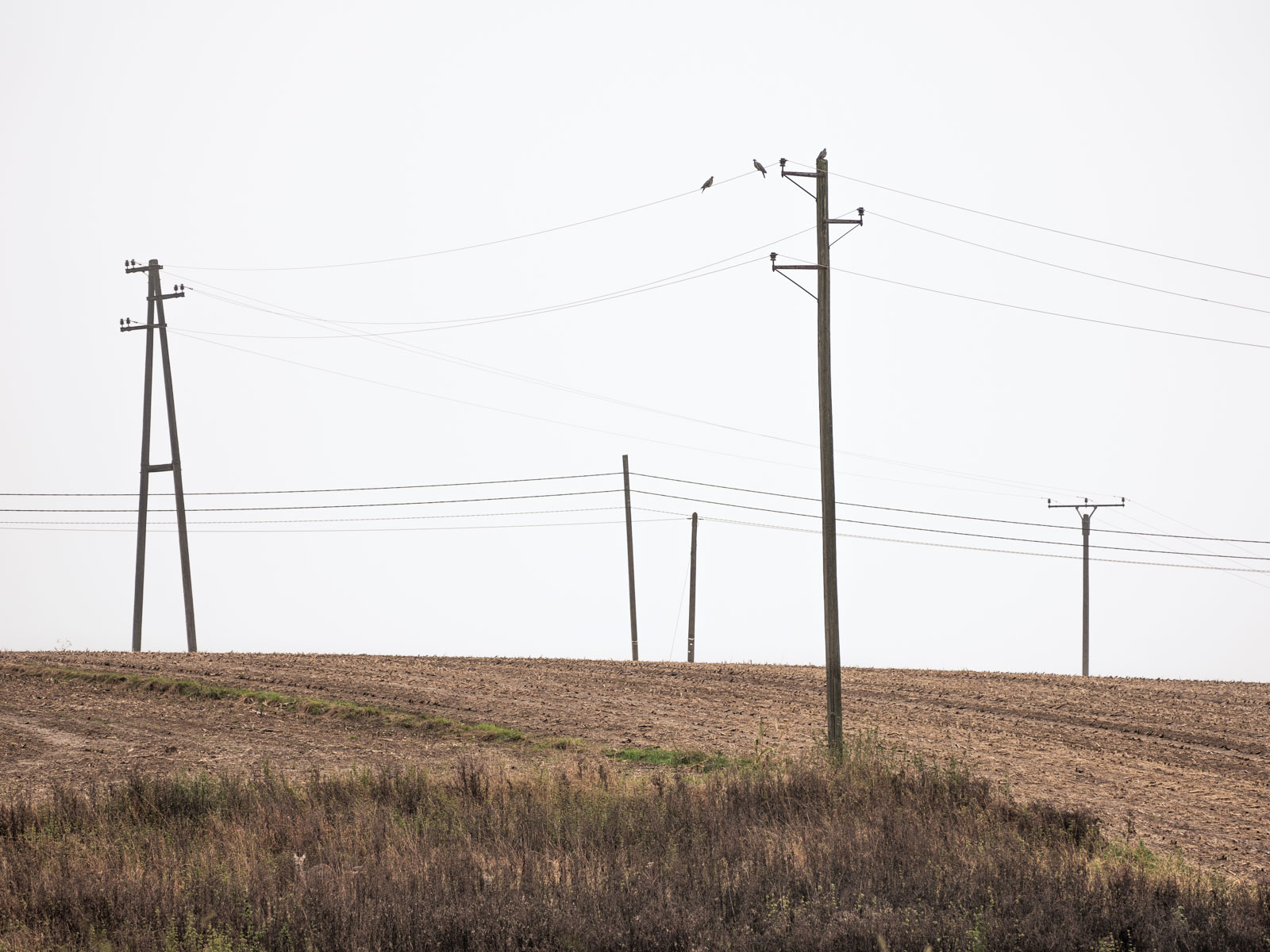 Power line poles in autumn (Bielefeld-Kirchdornberg, Germany).