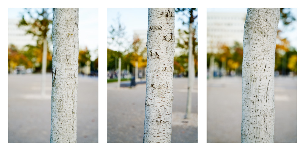 white painted trees