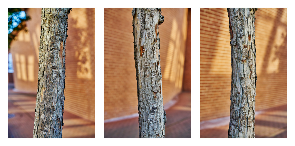 museum trees marta herford