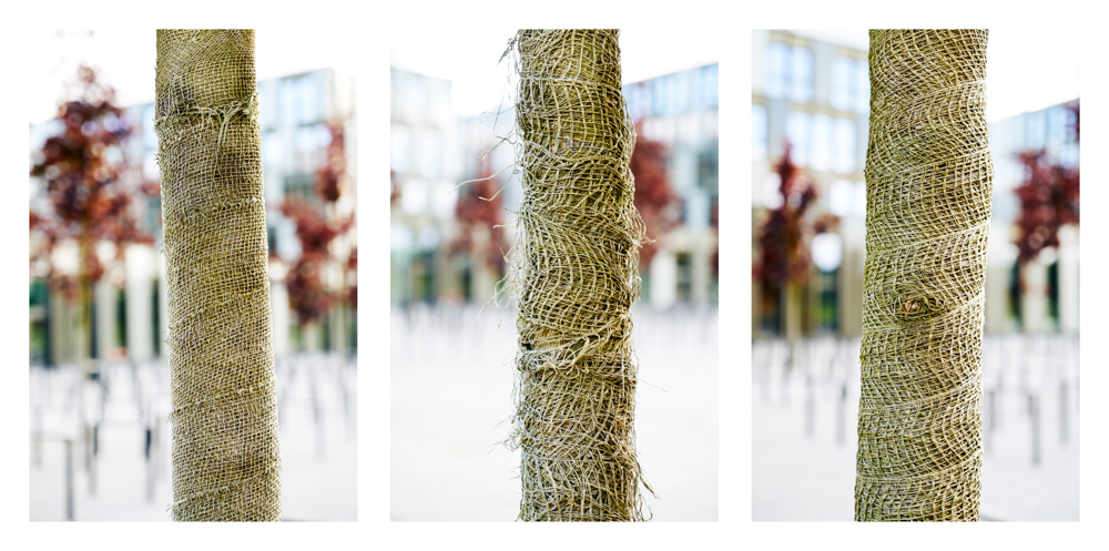 wrapped trees