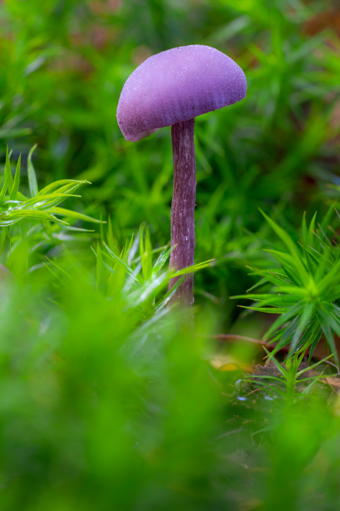 Amethyst deceiver (Laccaria amethystina)