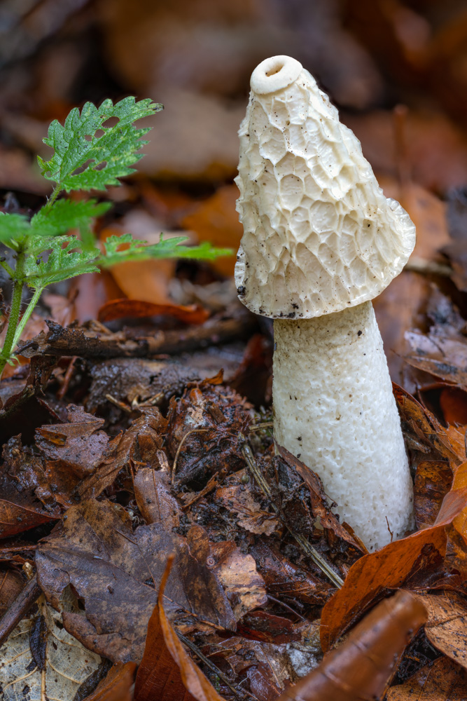 Common stinkhorn (Phallus impudicus)