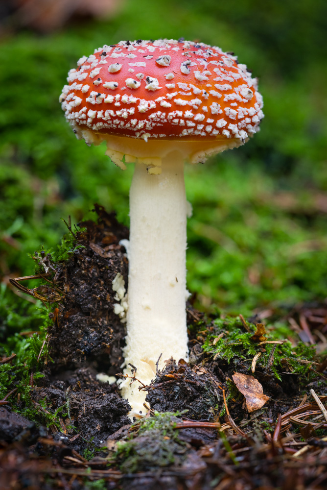 Fly agaric (Amanita muscaria)