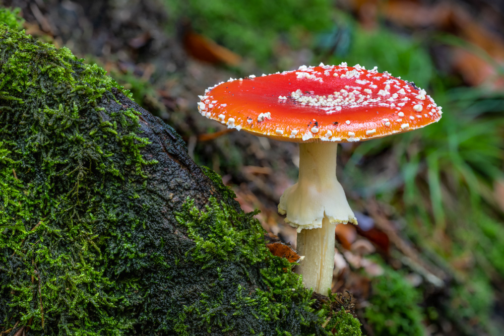 Fly agaric (Amanita muscaria)