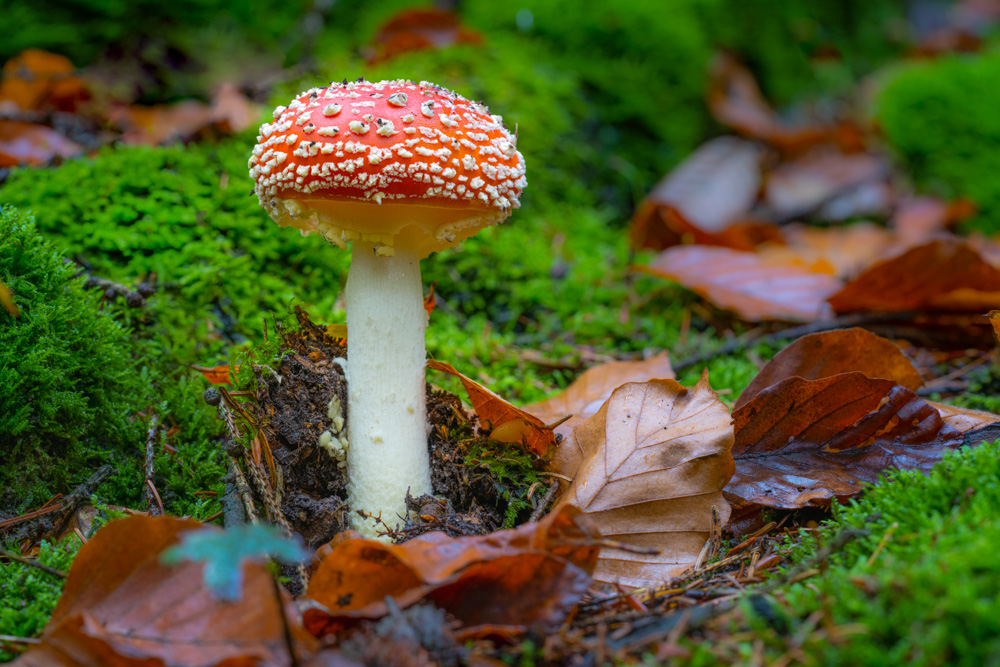 Fly agaric (Amanita muscaria)