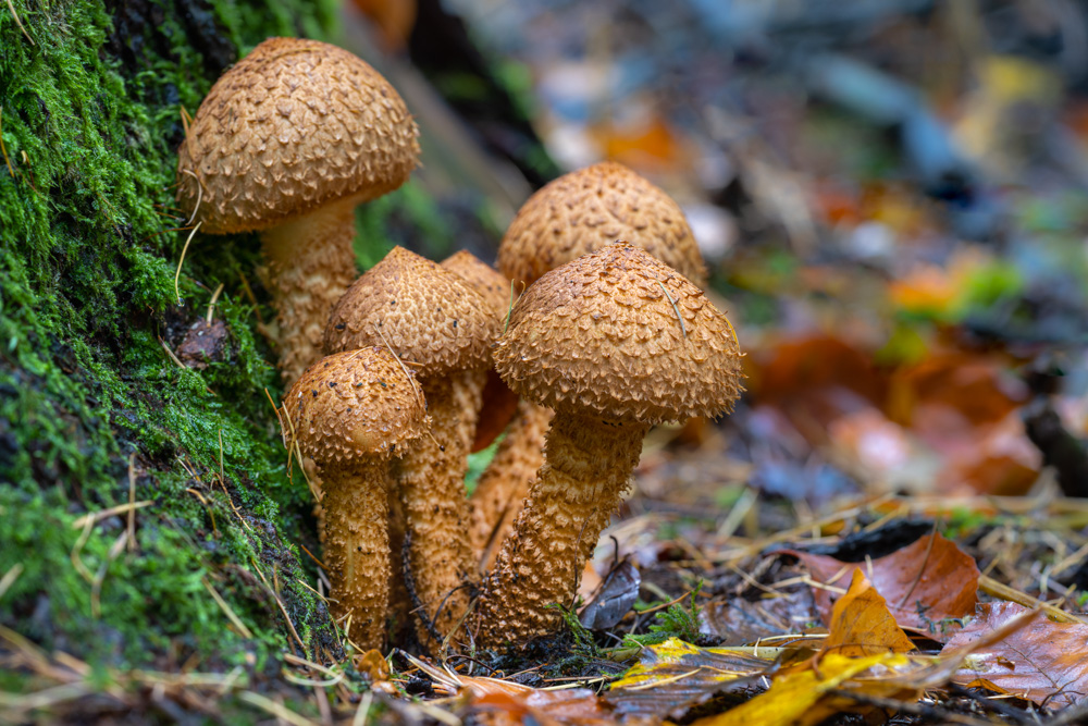 shaggy scalycap (Pholiota squarrosa)