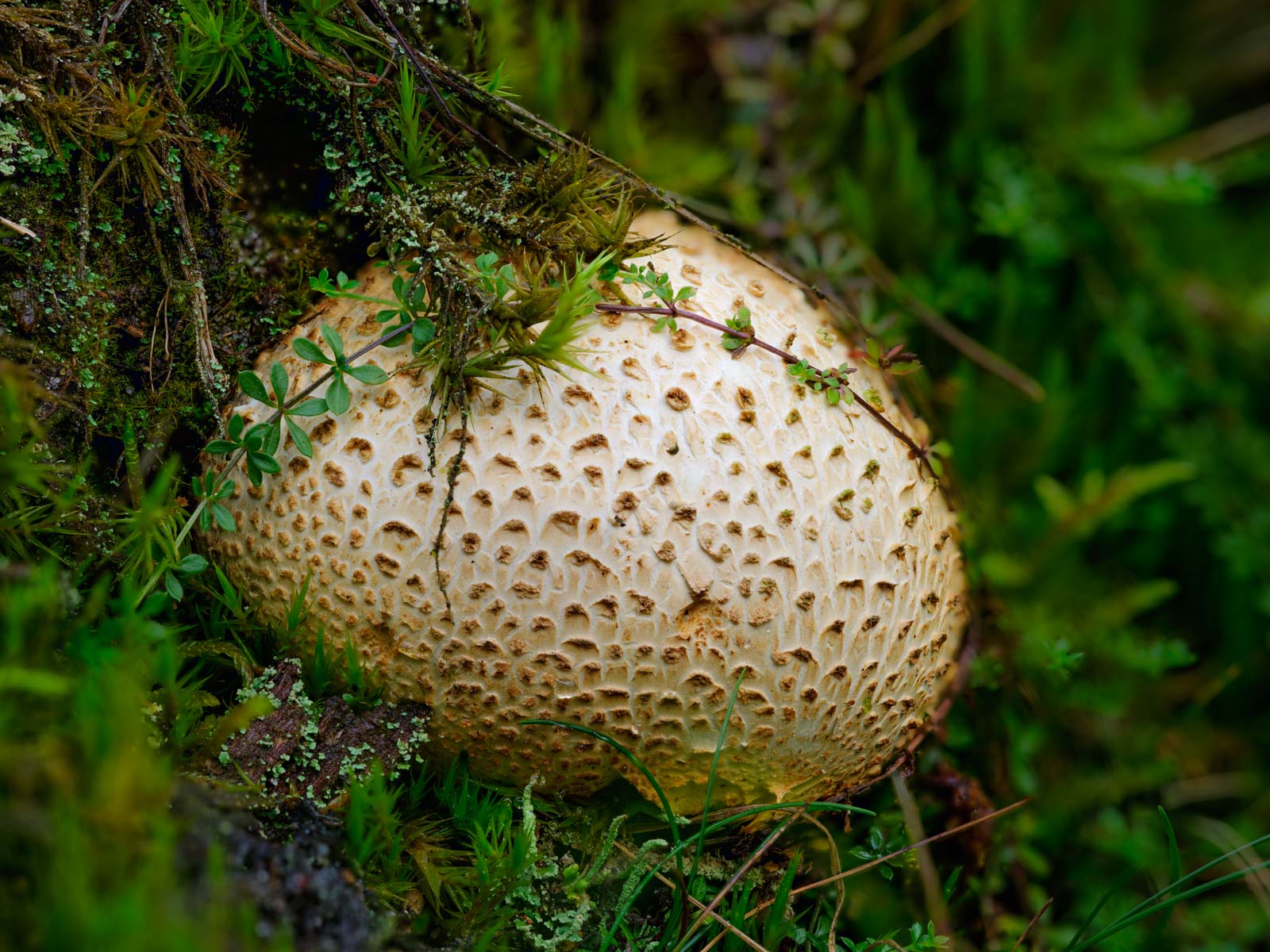 Common earthball (Scleroderma citrinum) at 'Wistinghauser Senne' (Oerlinghausen, Germany).