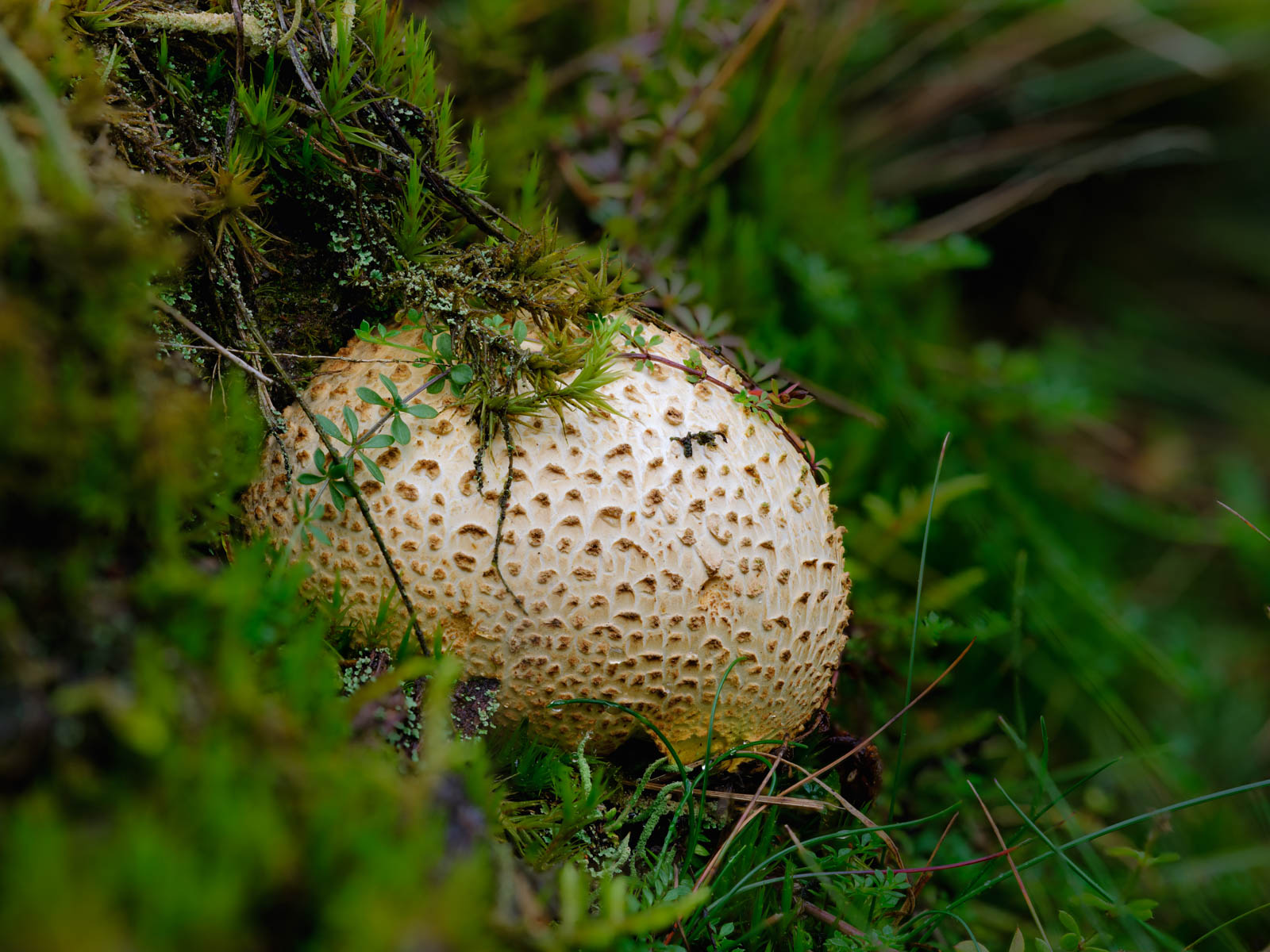 Common earthball (Scleroderma citrinum) at 'Wistinghauser Senne' (Oerlinghausen, Germany).