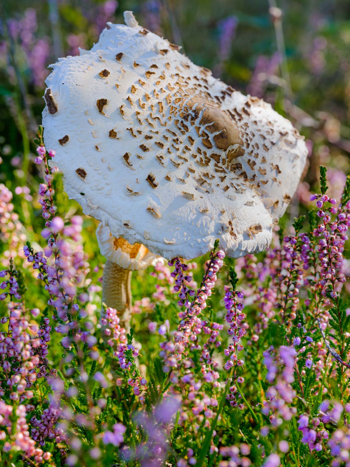 Parasol mushroom (Macrolepiota procera) in September 2020, Teutoburg Forest (Oerlinghausen, Germany).