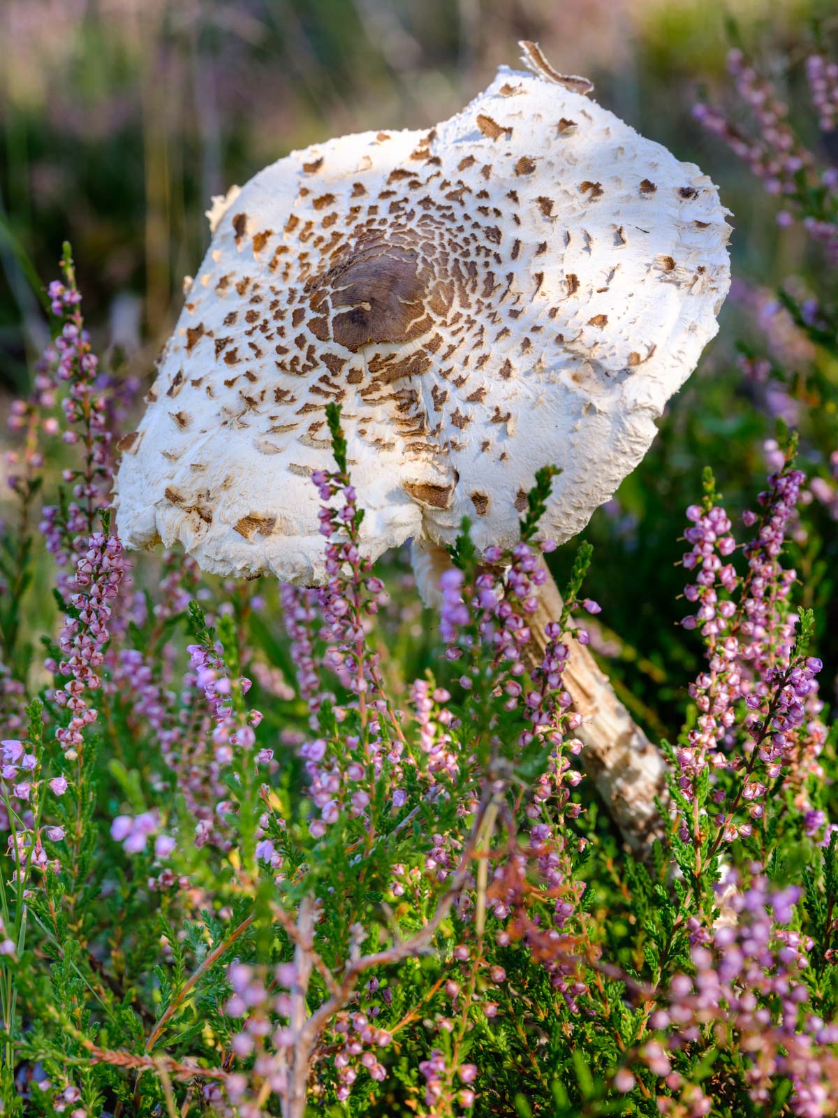 Parasol mushroom (Macrolepiota procera) in September 2020, Teutoburg Forest (Oerlinghausen, Germany).