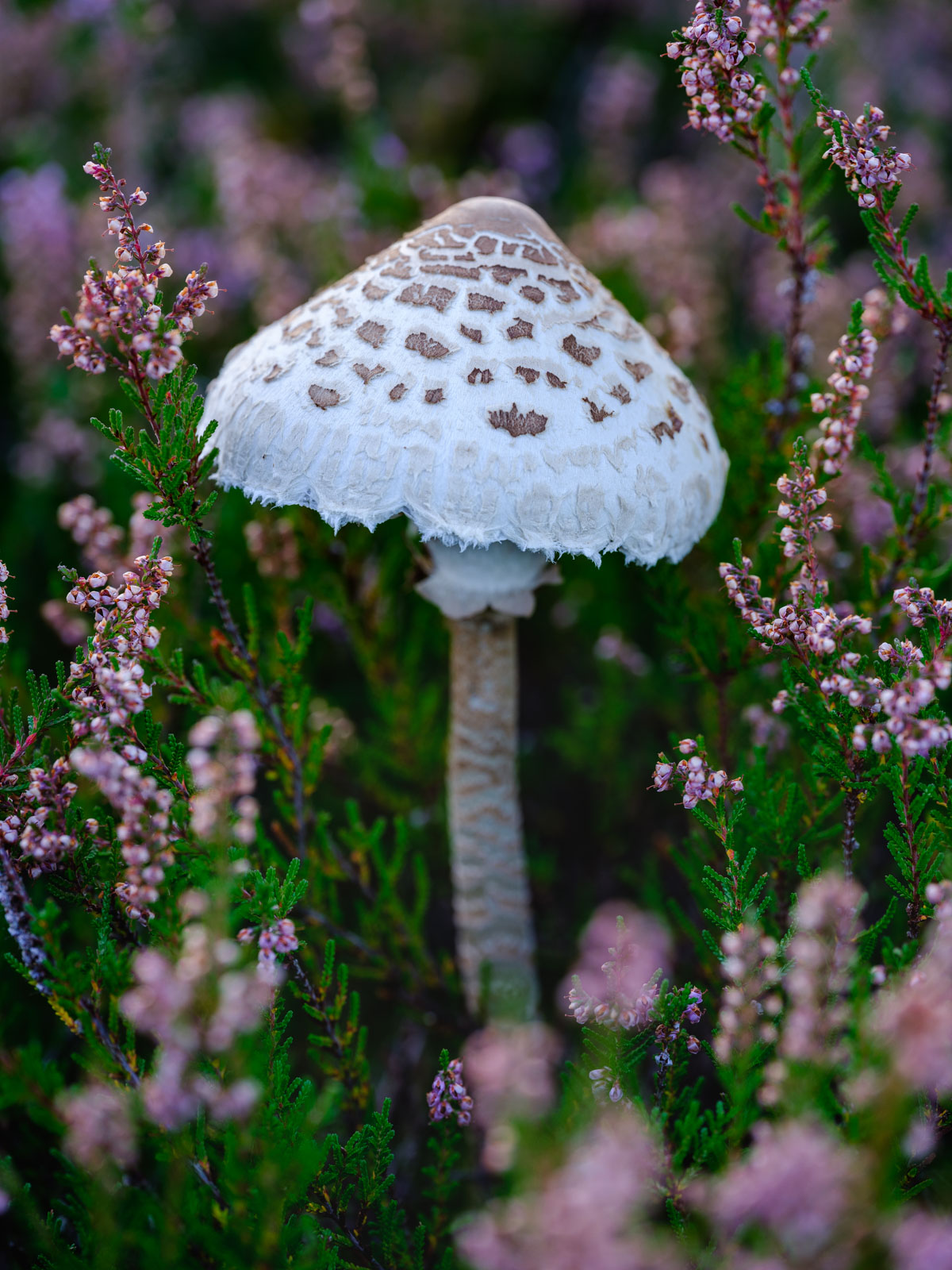 Parasol mushrooms in the morning light shortly before sunrise in the Teutoburg Forest (Germany).