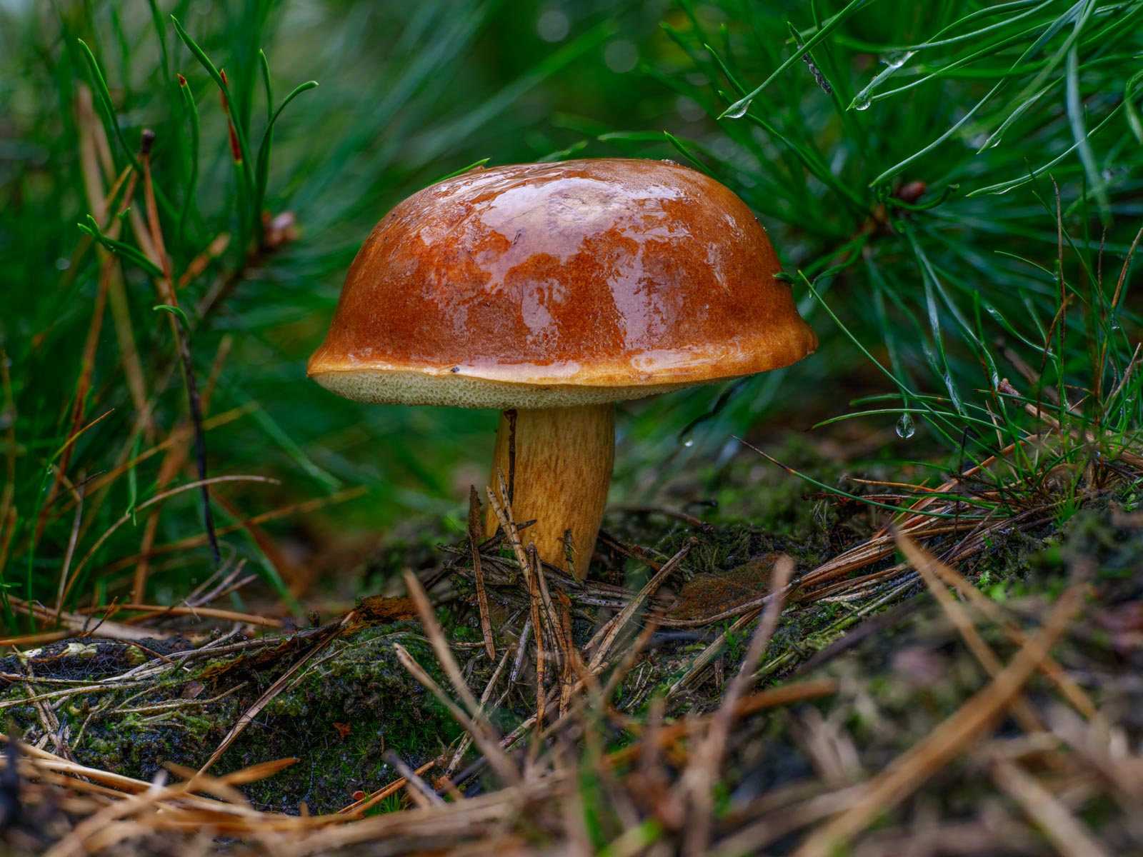 Bay bolete (Imleria badia) in a pine grove in the Teutoburg Forest in September 2021 (Germany).