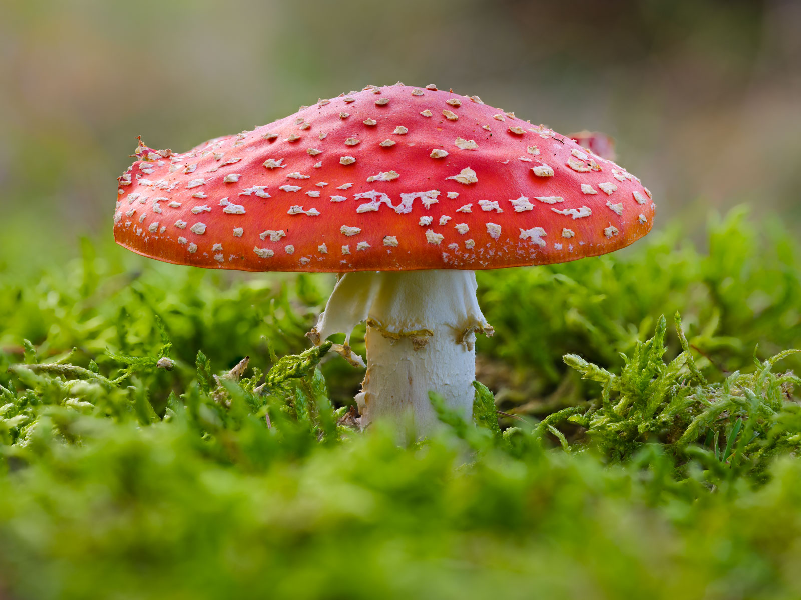 Fly agaric (Amanita muscaria) at the 'Wistinghauser Senne' in Oktober 2020 (Oerlinghausen, Germany).