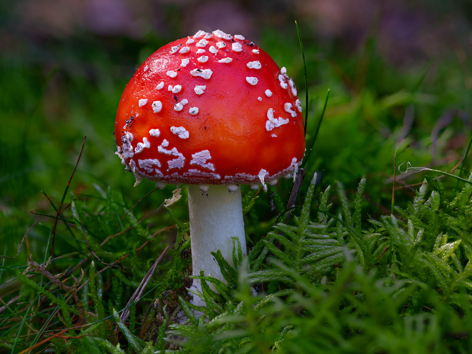 Fly agaric (Amanita muscaria) at the 'Wistinghauser Senne' in Oktober 2020 (Oerlinghausen, Germany).