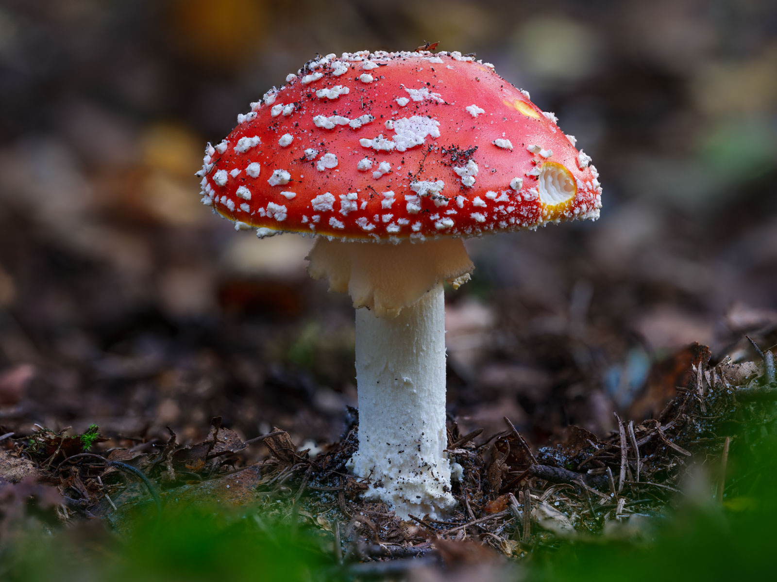 Fly agaric (Amanita muscaria) at the 'Wistinghauser Senne' in Oktober 2020 (Oerlinghausen, Germany).