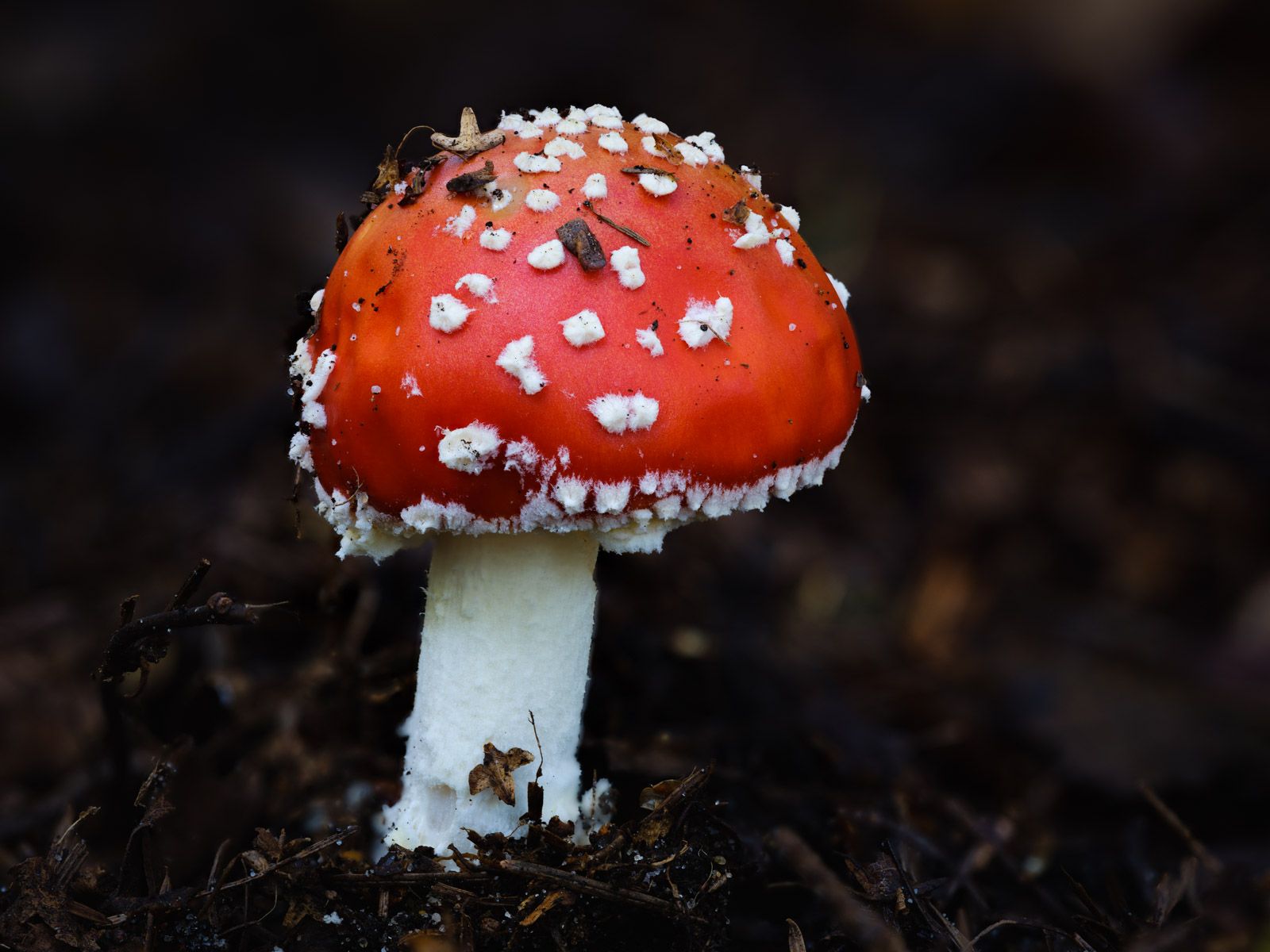 Fly agaric (Amanita muscaria) at the 'Wistinghauser Senne' in September 2020 (Oerlinghausen, Germany).