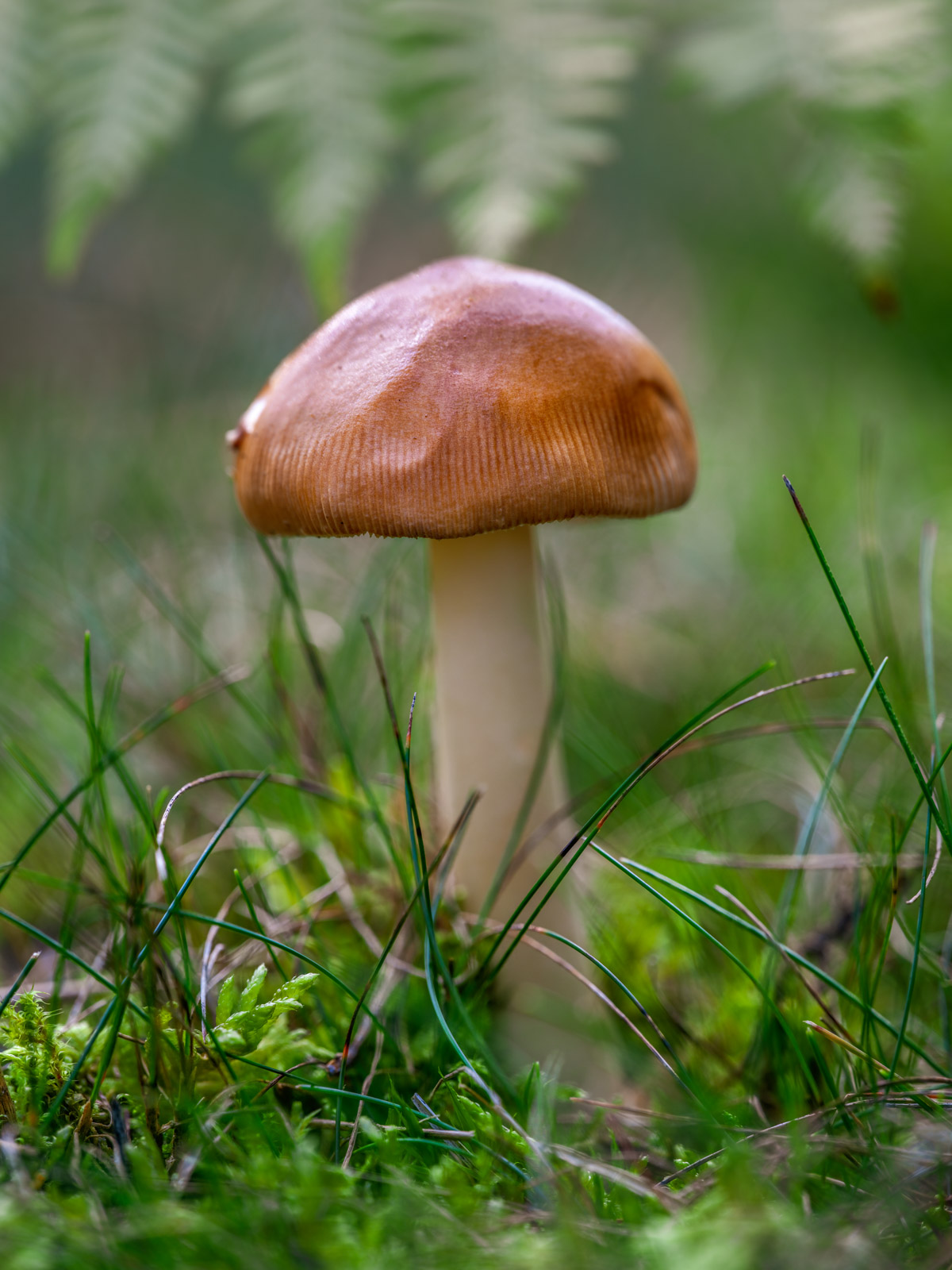 Orange-brown ringless amanita (Amanita fulva) at 'Wistinghauser Senne' (Oerlinghausen, Germany).