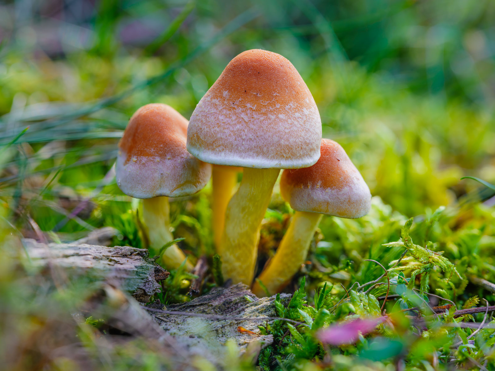 Sulphur tuft (Hypholoma fasciculare) at 'Wistinghauser Senne' in September 2021 (Oerlinghausen, Germany).