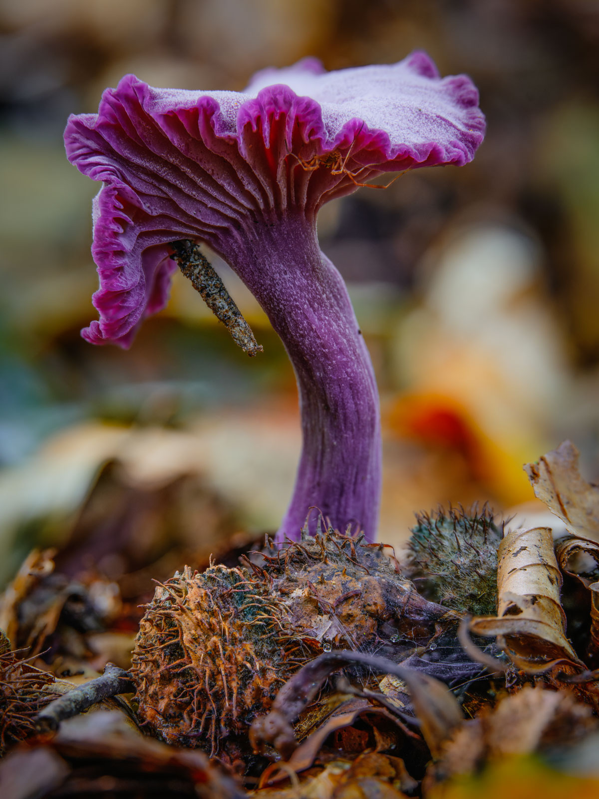 Amethyst deceiver (Laccaria amethystina) in the Teutoburg Forest in late September 2021 (Bielefeld, Germany).
