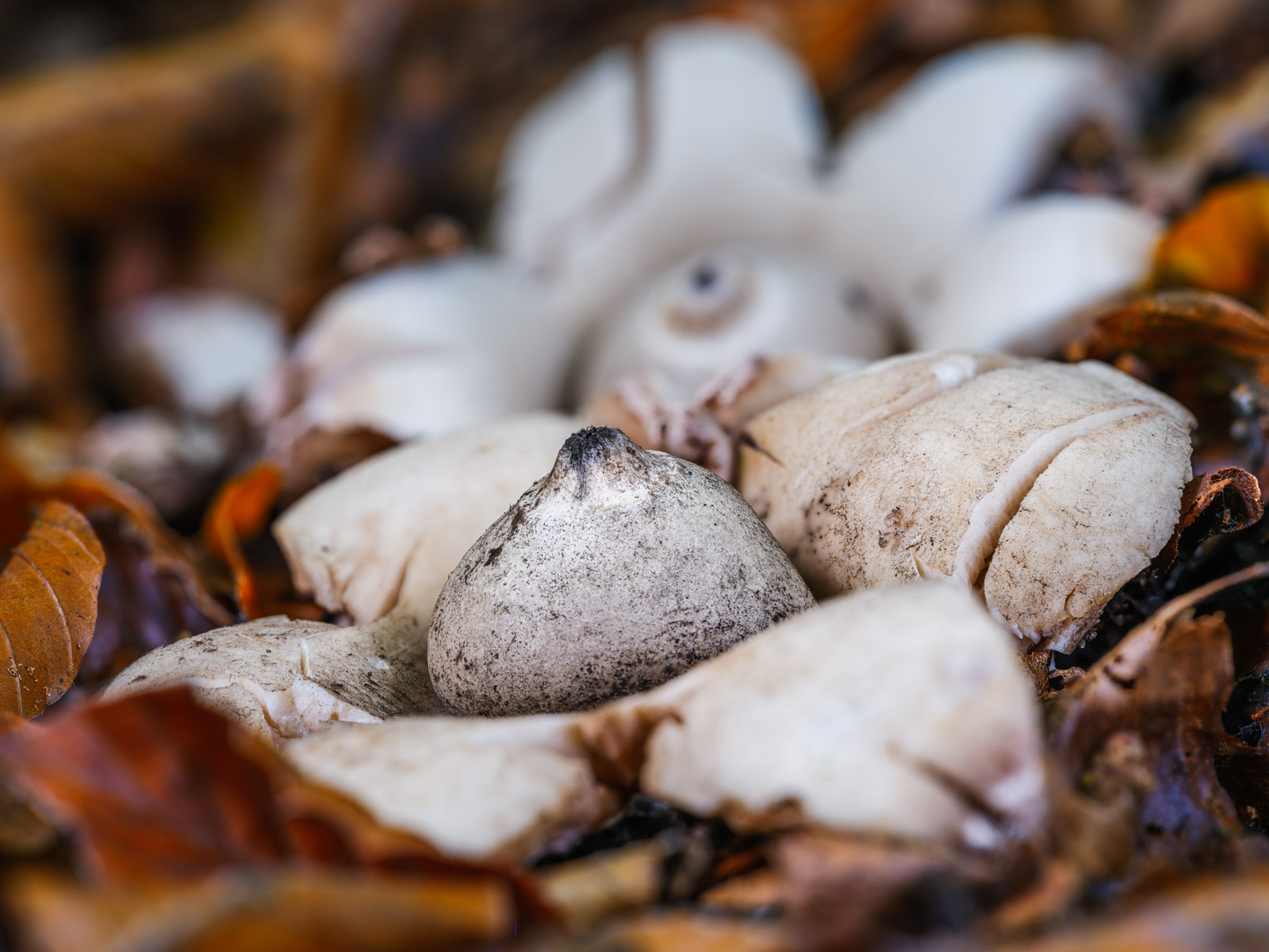 Fringed earthstar (Geastrum fimbriatum) in the Teutoburg Forest in September 2021 (Bielefeld, Germany).