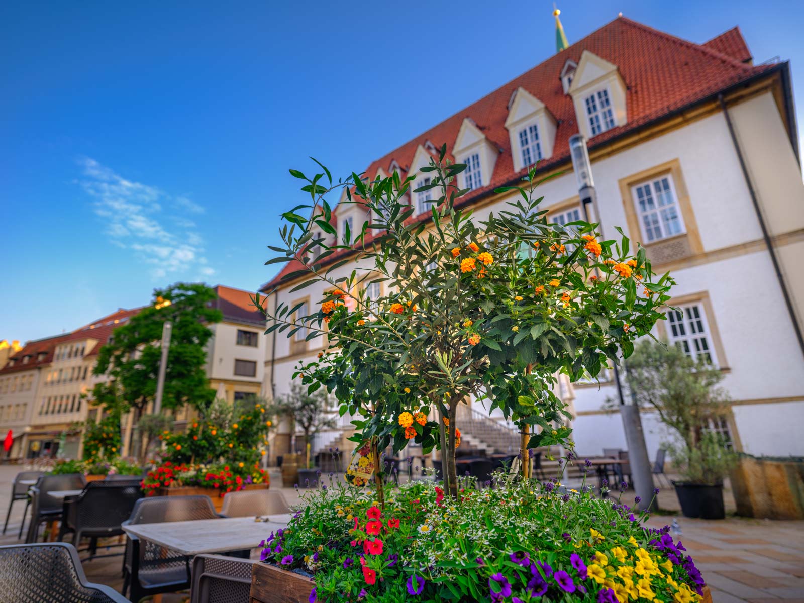 Flowers on the Old Market in June 2021 (Bielefeld, Germany).