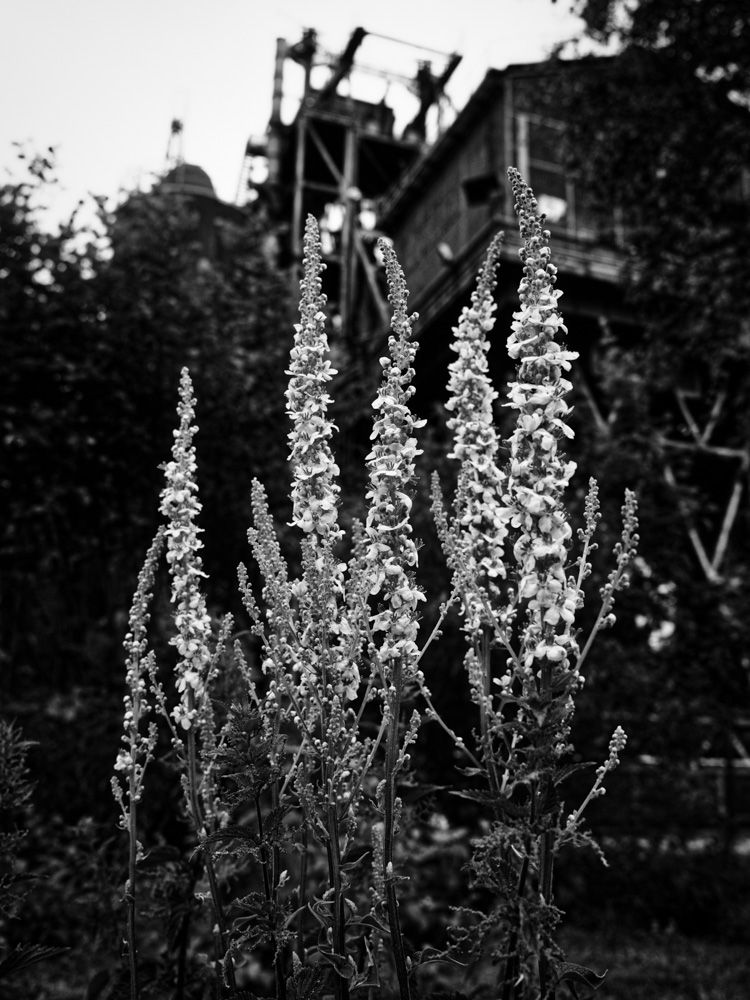 Flowers in front of the furnaces